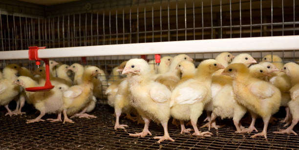 istock A two-week broiler chickens in a poultry farm 862602382