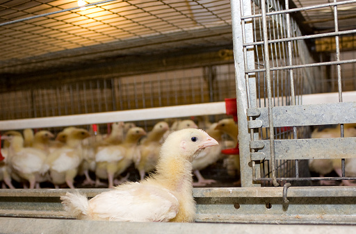 A two-week broiler chickens in a poultry farm