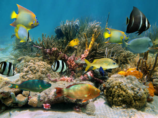 istock Underwater scenery with colorful sea life 862608348