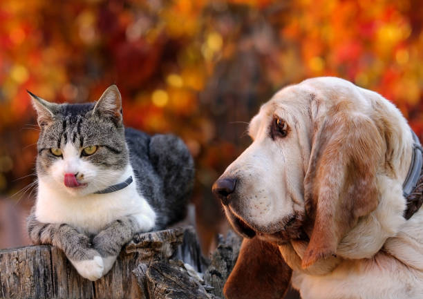 istock Dog and kitten with autumn background 862608780