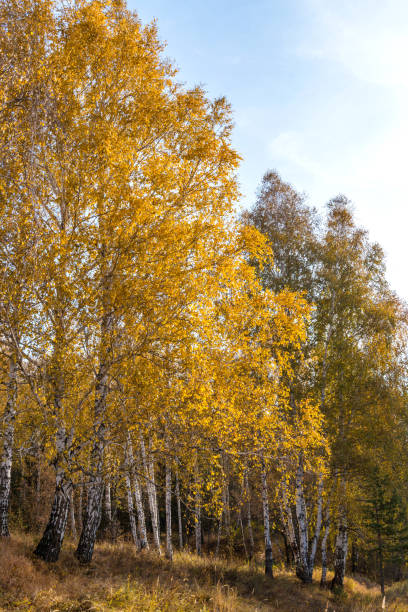 istock autumn leaves near birch yellow 862609104
