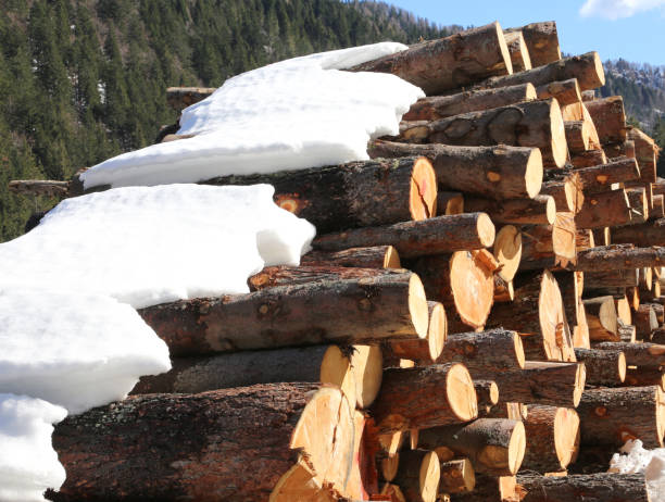 istock logs in the mountains in winter with snow 862612552