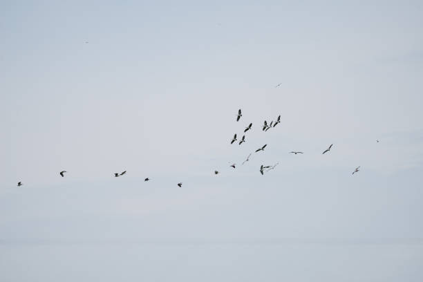istock Group Flying of Spot billed pelican 862612704