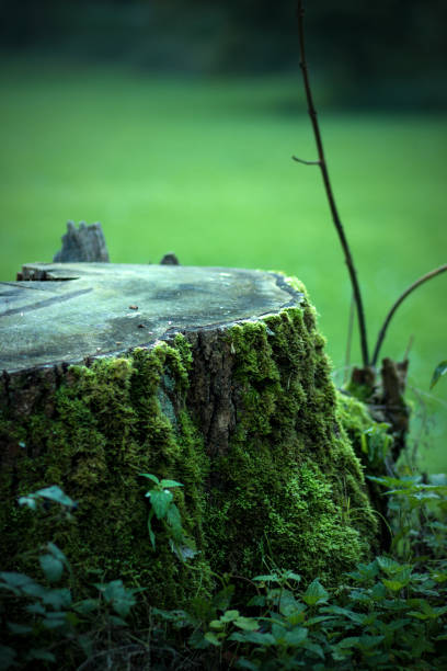 istock The most beautiful German moss woodland forest 862613354