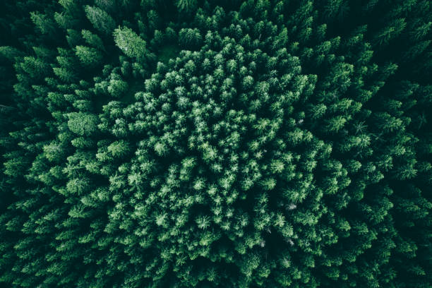istock Texture of pines from above 862616322