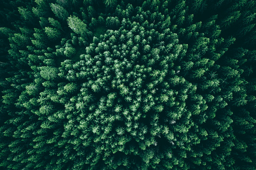 A forest from above, landscape view