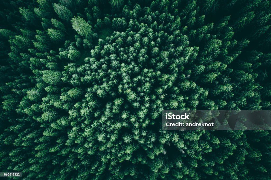 Texture of pines from above A forest from above, landscape view Aerial View Stock Photo