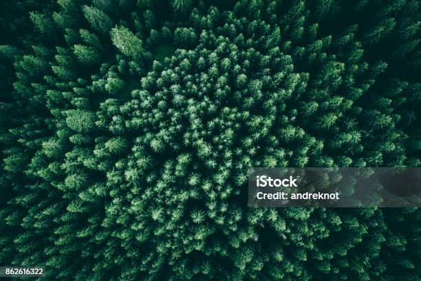 Texture Of Pines From Above Stock Photo - Download Image Now - Aerial View, Forest, Pine Tree