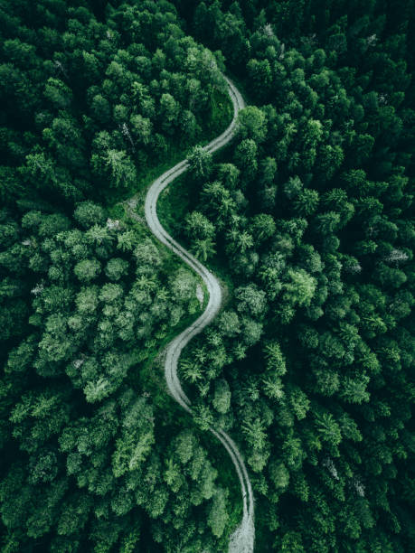 Road in the middle of a forest from above