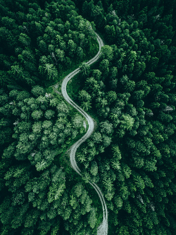 A forest from above with a S road in the middle