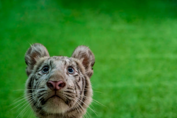 four month old tiger cub getting ready for a nap.