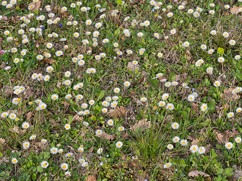 My lawn. Common daisy. Bellis perennis.
