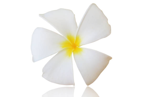 istock plumeria flower 862616864