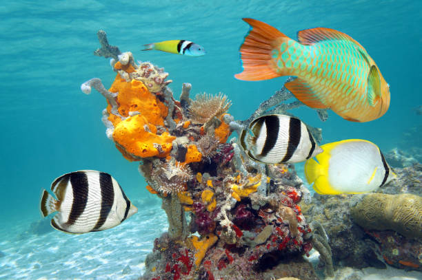 Vibrant colors of marine life Colorful tropical fish and marine life underwater in the Caribbean sea, Mexico cozumel photos stock pictures, royalty-free photos & images