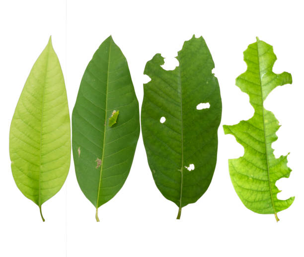 Green leaves are eaten by worms