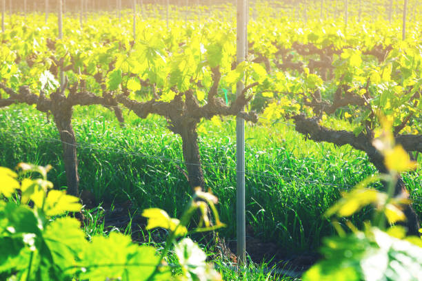 istock Vineyards are sunny in the spring seaso 862619676