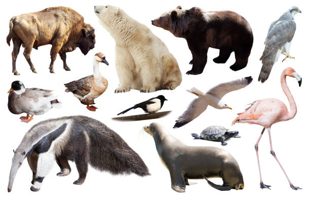istock set of north american animals isolated 862619996