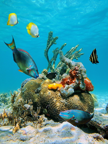 Colorful fish and tropical marine life in the Caribbean sea