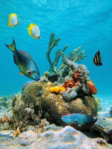 water surface and marine life - tropical fish saltwater fish butterflyfish fish imagens e fotografias de stock
