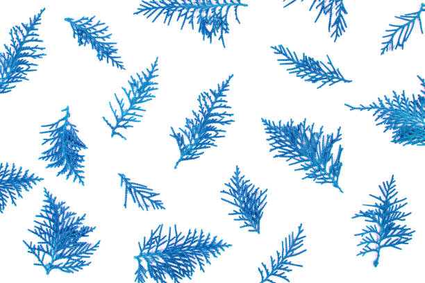 the fresh blue pine leaves , Oriental Arborvitae, Thuja orientalis (also known as Platycladus orientalis) leaf texture background for design foliage pattern and backdrop fresh blue pine leaves , Oriental Arborvitae, Thuja orientalis (also known as Platycladus orientalis) leaf texture background for design foliage pattern and backdrop flower of oriental arborvitae stock pictures, royalty-free photos & images