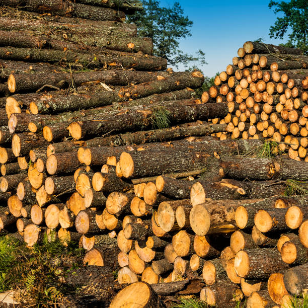 pile of finnish pinelogs