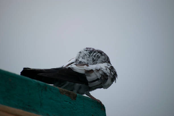 istock pigeon dove bird preening feathers head under wings hidden black and white colored bird showing off natural behavior 862625544