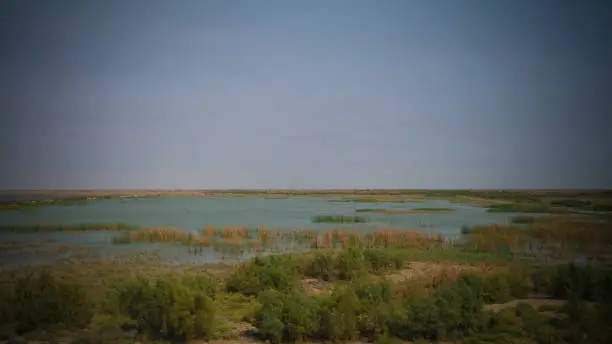 Mesopotamian Marshes, habitat of Marsh Arabs aka Madans, near Basra Iraq