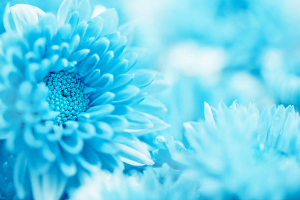 soft sweet blue flower for love romantic dreamy background , fresh and relax concept - cosmos flower cut flowers daisy family blue imagens e fotografias de stock