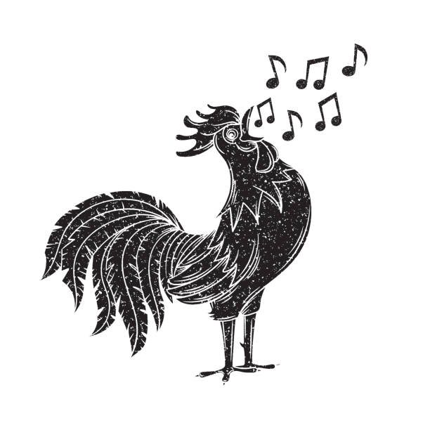 singing rooster Vector illustration with singing rooster. Black Bird sings a song. Hand drawn grunge style. chicken meat illustrations stock illustrations