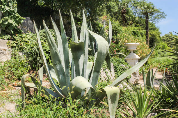 istock Blue leaves of agave. 862629582