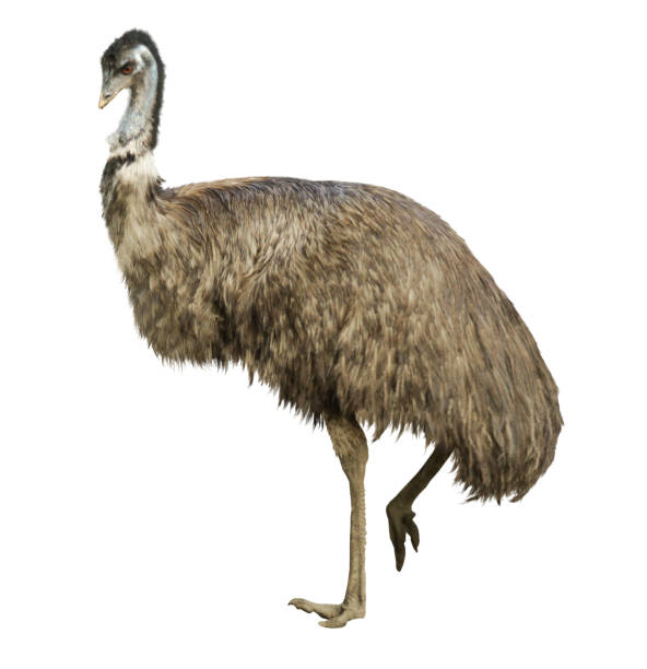 istock Adult ostrich isolated 862630166