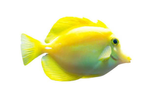istock Yellow tang fish isolated on white background 862633332