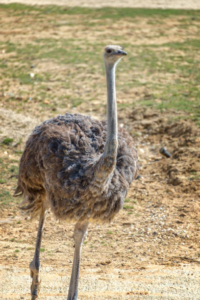 istock African ostrich standing and looking at the camera 862633756