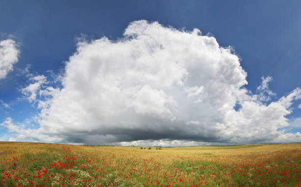 Panorama of wheat and poppy meadow. Nature panorama composition.