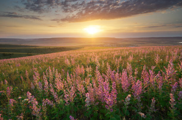 istock Spring meadow of flowers. 862638660