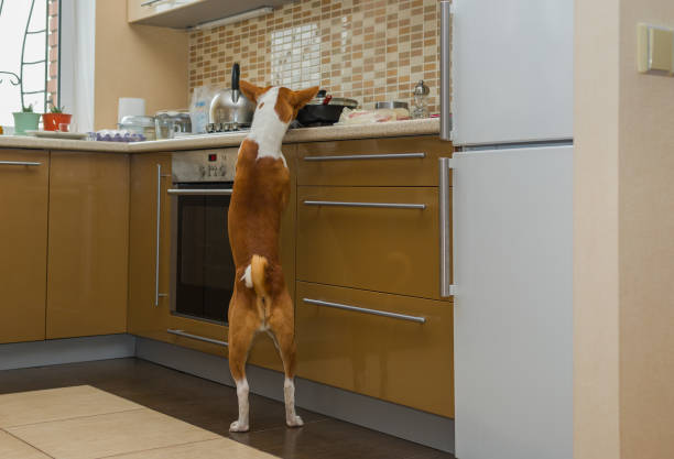 istock Cheeky basenji dog inspecting kitchen while being home alone 862645220