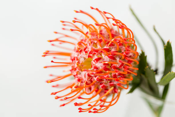 istock Red Leucospermum Nutans flower on white background 862645558
