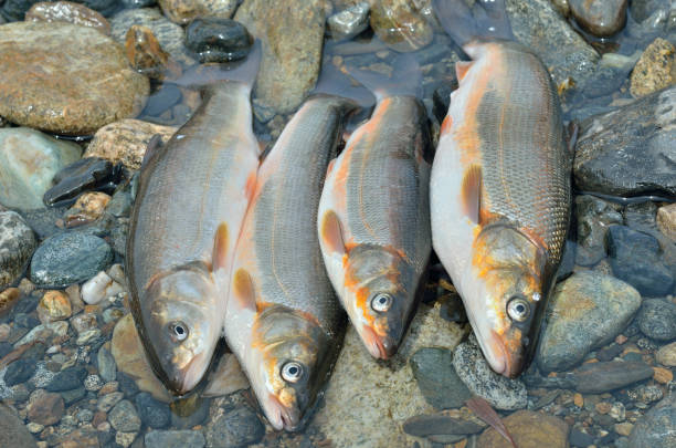 istock Catch of fish 28 862645594
