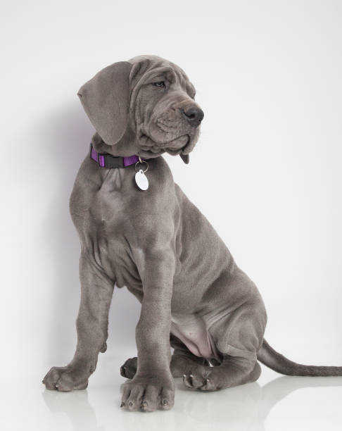 istock Solitary Great Dane Puppy 862645858