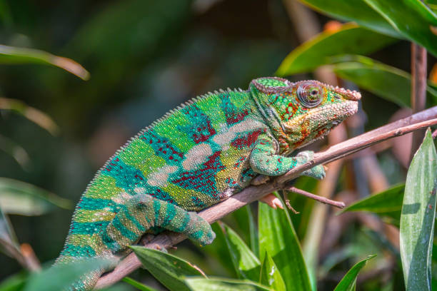 istock Profile view of a colorful chameleon on a branch 862646396
