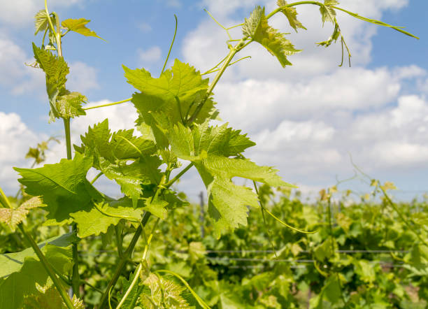 istock grapevine plant detail 862650478