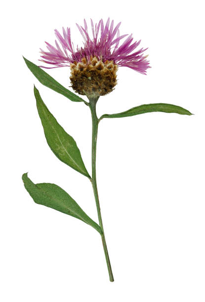 istock Pressed and dried flower  cornflower.  Isolated 862650494