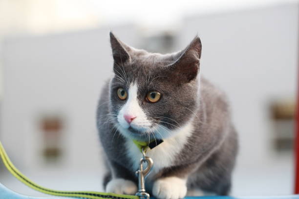 istock gray cat on the street walk on a leash 862653528