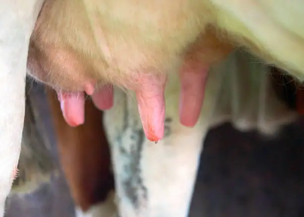 Cow utter before milking process, Franche Comte, France.
