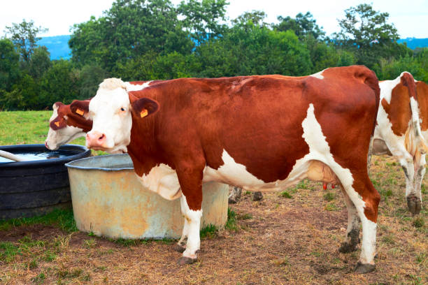 istock Cows at water trough in pasture 862653750
