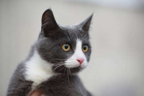 istock gray cat on the street walk on a leash 862657344