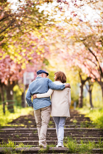 Beautiful senior couple in love on a walk outside in spring nature under blossoming trees. Rear view.