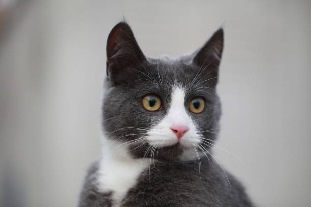 istock gray cat on the street walk on a leash 862657618