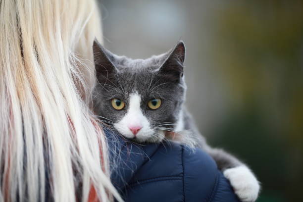 istock gray cat on the street walk on a leash 862657658