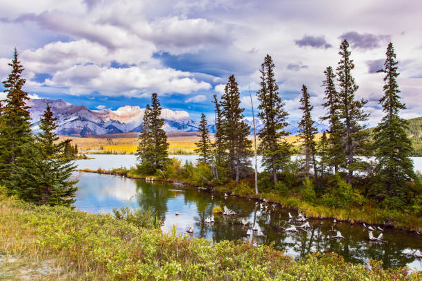 istock The picturesque firs 862663900